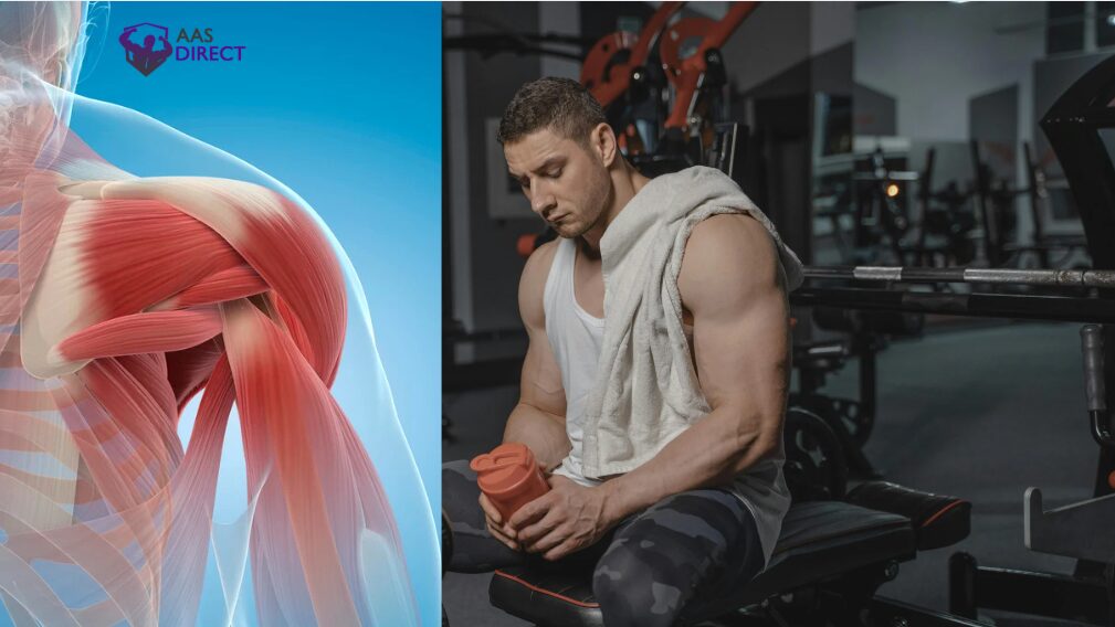 KPV Peptide for Bodybuilding: Unlock Recovery, Muscle Growth & Performance