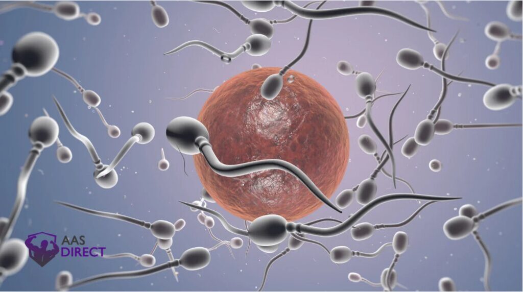 HCG 5000 for Male Fertility Improving Sperm Count and Quality