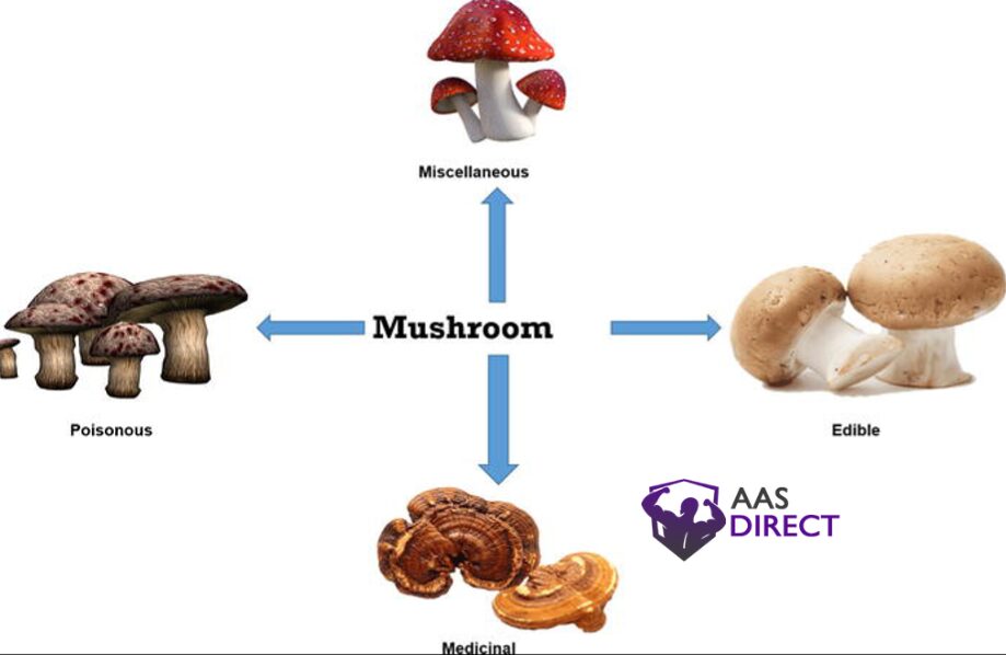 Chemical Composition and Ingredients