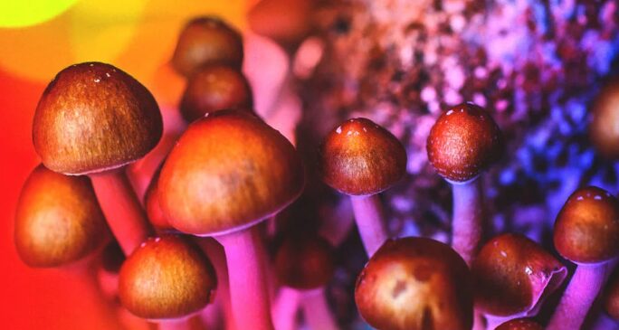 Golden Teacher Magic Mushroom Guide for Beginners (1)