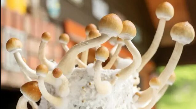Golden Teacher Magic Mushroom Guide for Beginners