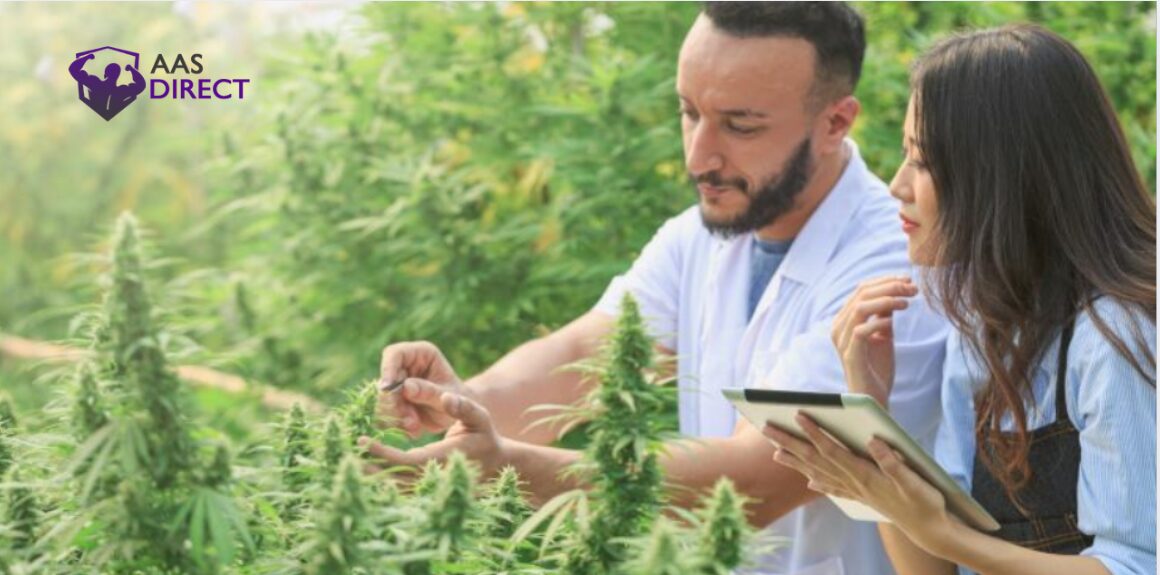 Risk Factors Too Much Cannabis