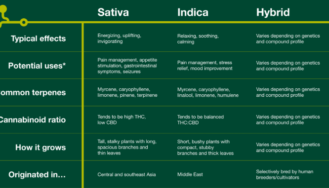 Sativa Vs Indica Vs Hybrid Which Cannabis Type Suits You (4)