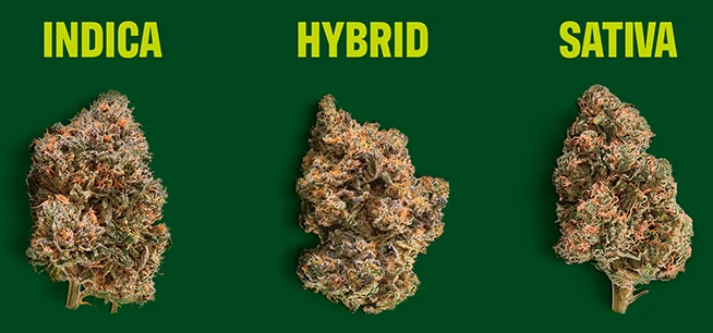 Sativa Vs Indica Vs Hybrid Which Cannabis Type Suits You