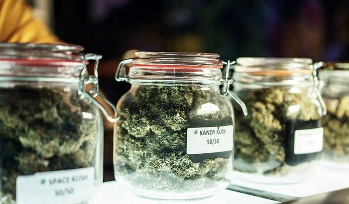 Sativa Vs Indica Vs Hybrid: Which Cannabis Type Suits You
