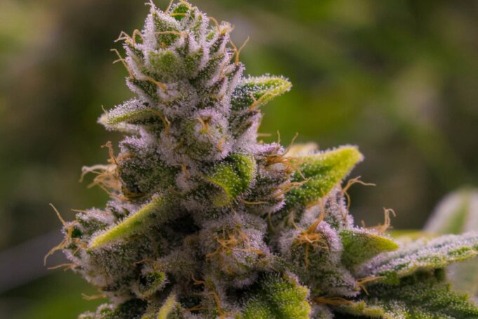 What Makes Gorilla Glue Strain So Potent and Popular