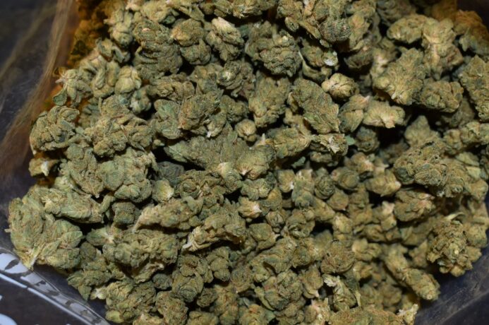 What Makes Gorilla Glue Strain So Potent and Popular