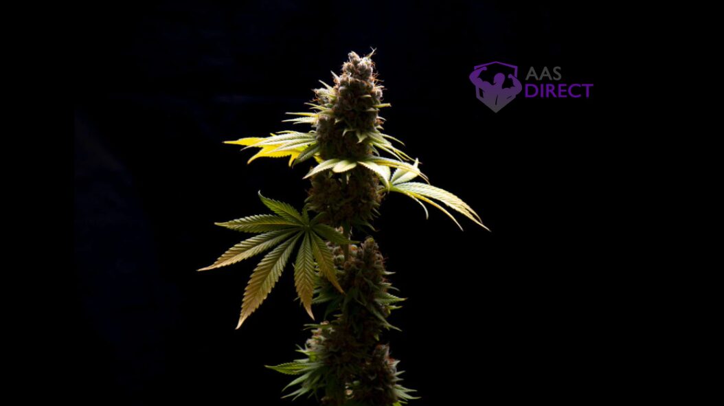 Unique Terpene Profile of Sour Diesel