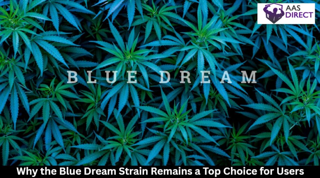 Blue Dream strain