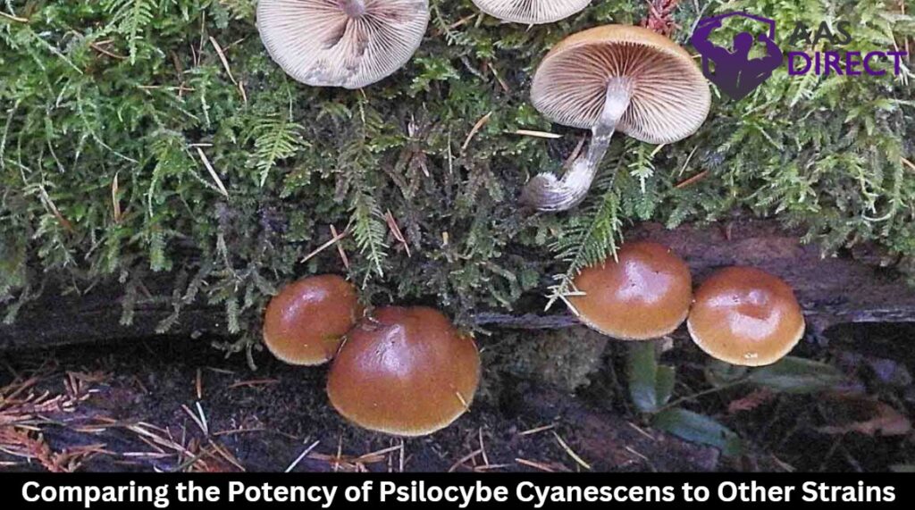 Comparing the Potency of Psilocybe Cyanescens