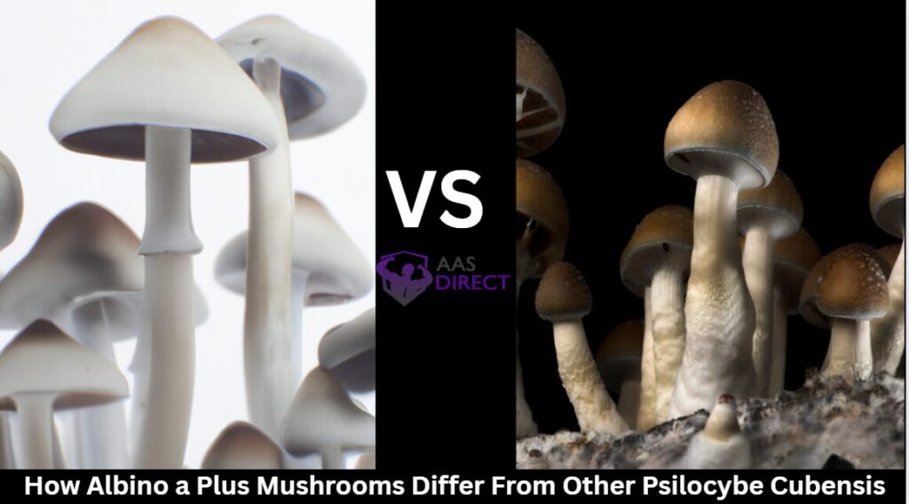 How Albino a Plus Mushrooms Differ From Other Psilocybe Cubensis