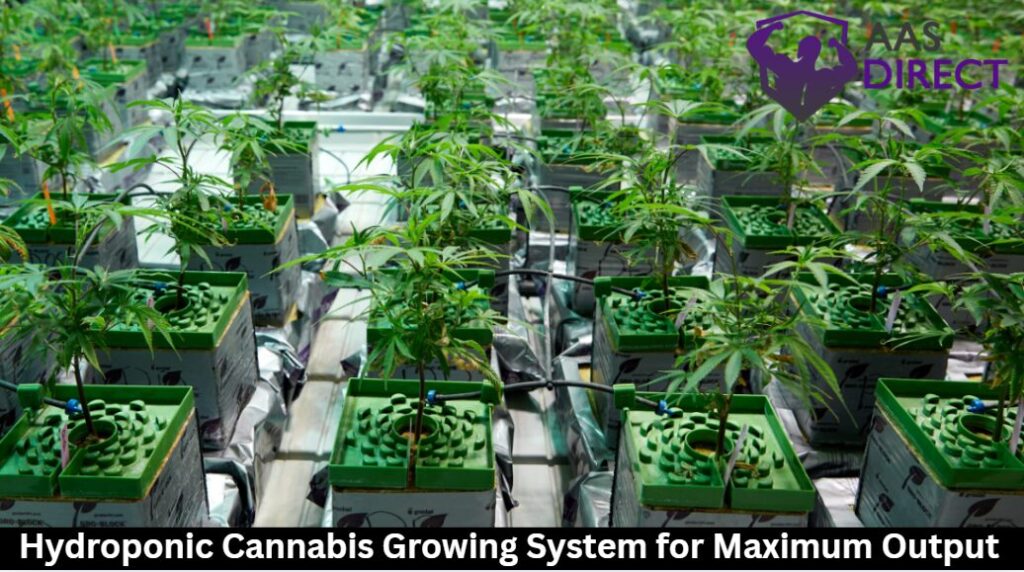 Hydroponic Cannabis Growing System