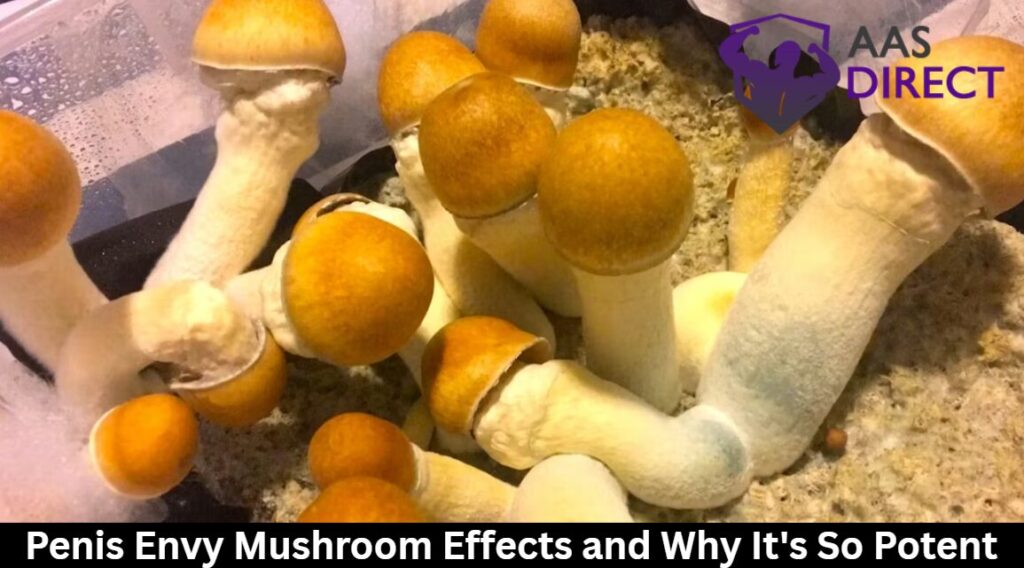 Penis Envy Mushroom Effects
