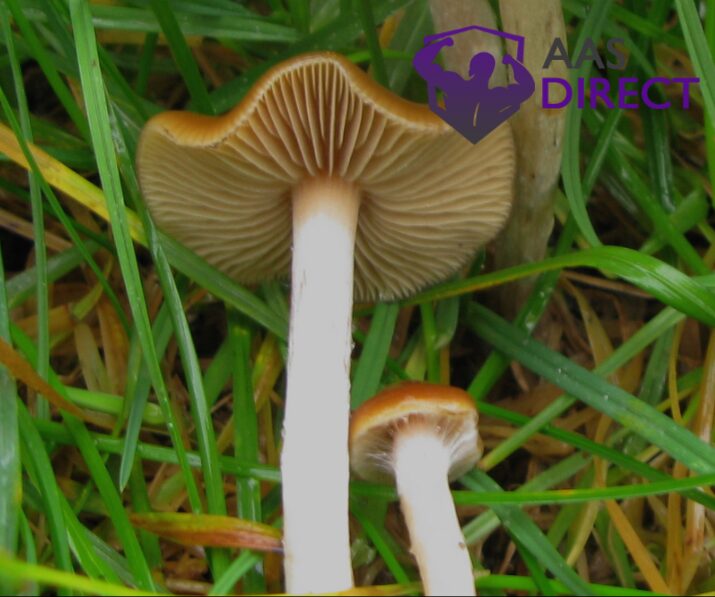 Potency of Cyanescens with Cubensis