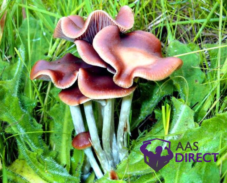 Psilocybe cyanescens Personal Effects