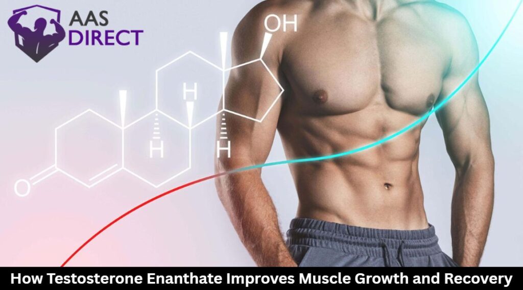 Testosterone Enanthate Improves Muscle Growth