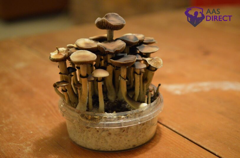 Wood Lovers' Mushrooms