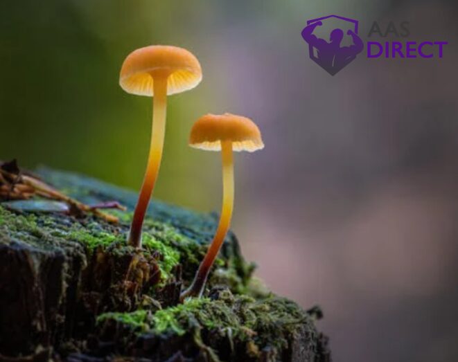 Wood Lovers mushrooms in the wild