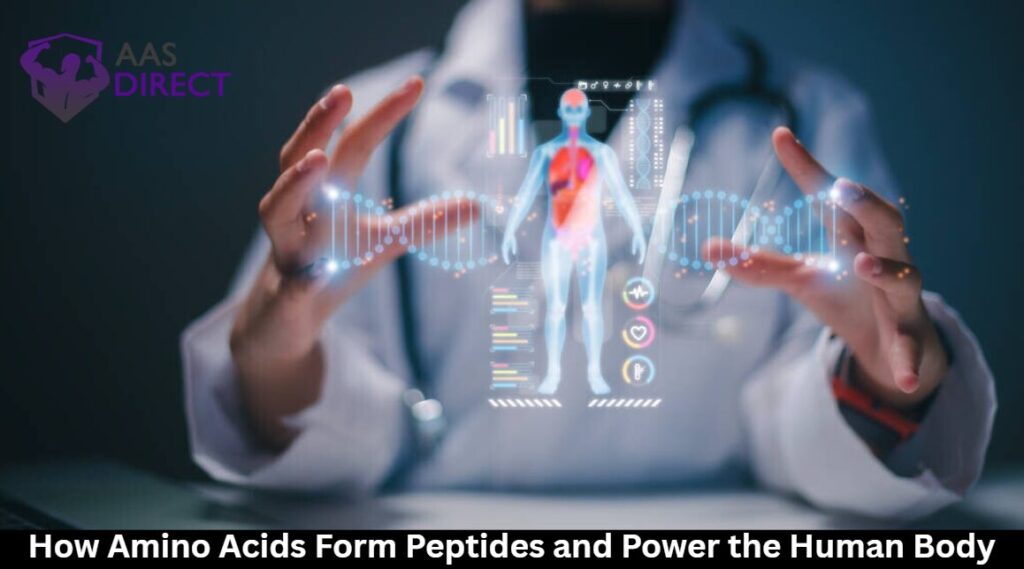 Amino Acids Form Peptides