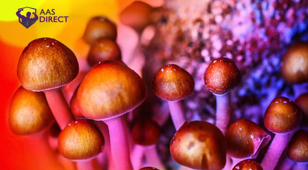 Magic Mushrooms