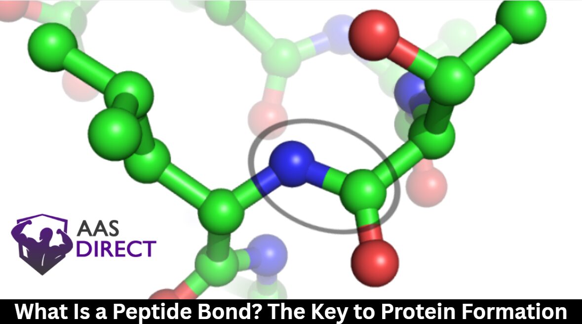 What Is a Peptide Bond? The Key to Protein Formation
