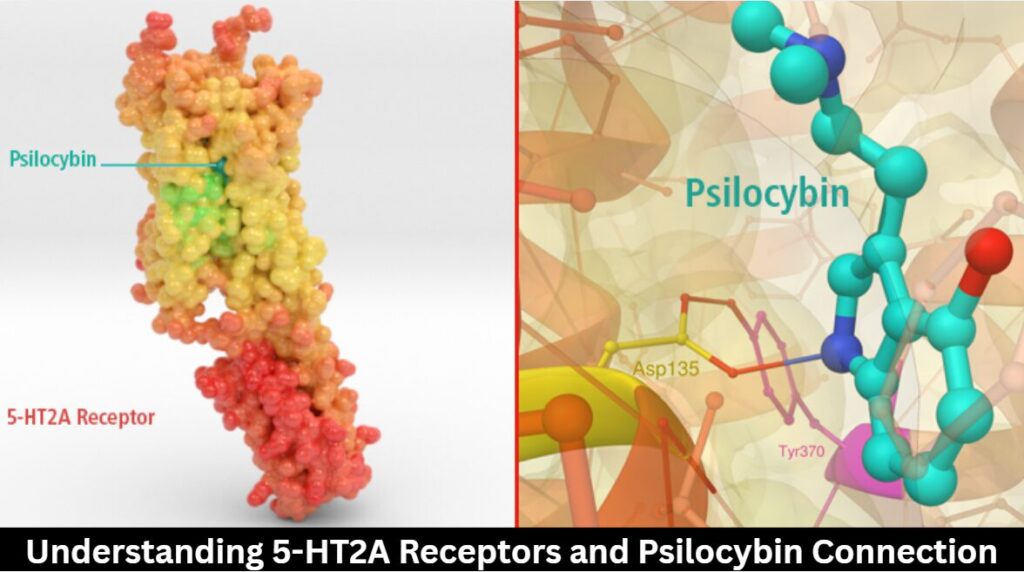 5-HT2A Receptors and Psilocybin Connection